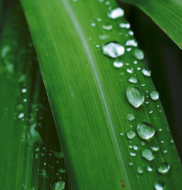 Citronella Organic Essential Oil | Bulk.webp