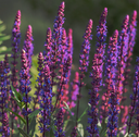 Clary Sage Essential Oil | Bulk.webp