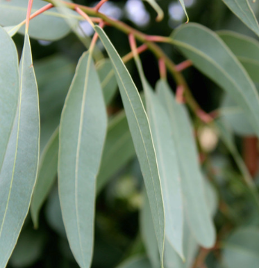 Eucalyptus Organic Essential Oil (Globulus) | Bulk .webp