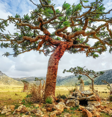 Frankincense Essential Oil - Boswellia serrata| Bulk.webp