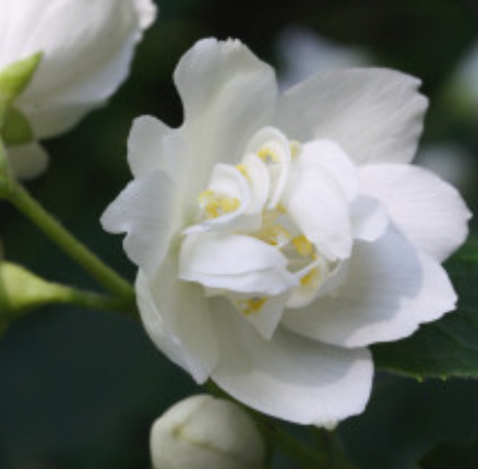 Jasmine Sambac 3% | Bulk .webp