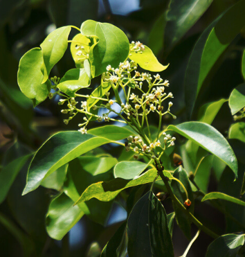 Ravintsara Essential Oil  | Bulk .webp