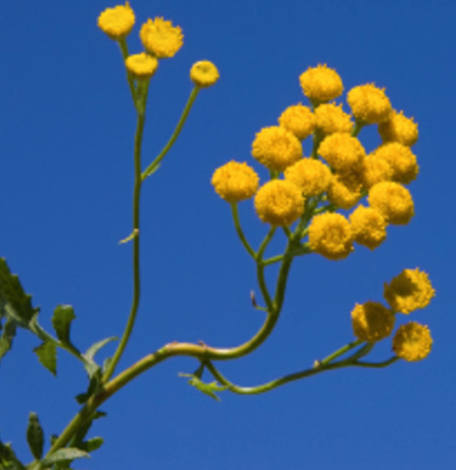 Tansy Blue Essential Oil  | Bulk .webp
