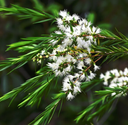 Tea Tree Essential Oil - AAA (Australia) | Bulk .webp