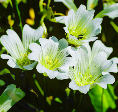 Meadowfoam Carrier Oil | Bulk.png