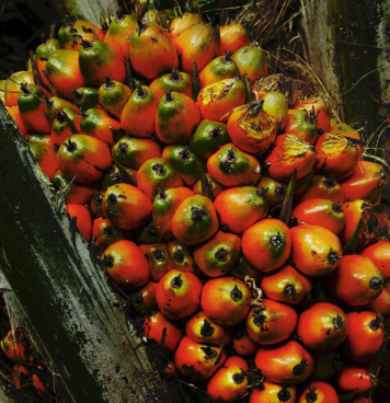 Palm OIL.png