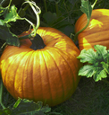pumpkin.png