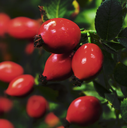 Rosehip.png