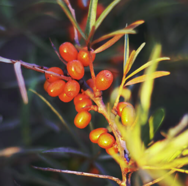 sea buckthorn.png