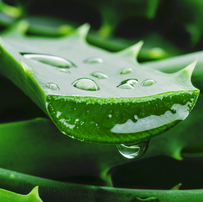 Screenshot 2026-01-20 at 10.34.31 AM.png