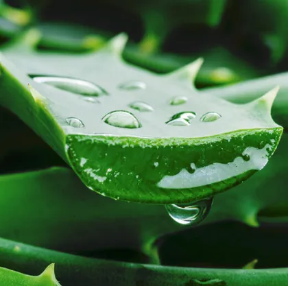 Aloe Vera Juice | Bulk