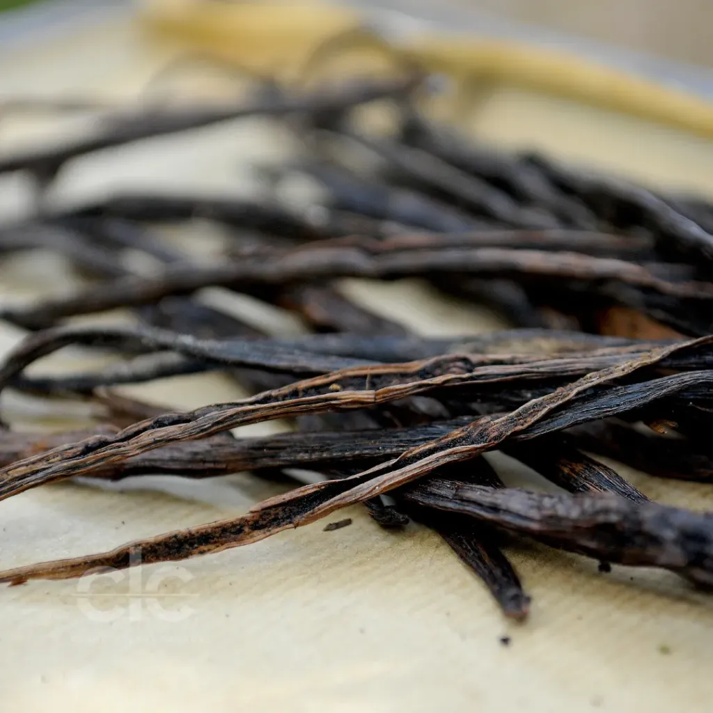 Vanille Nocturne Fragrance Oil | Bulk