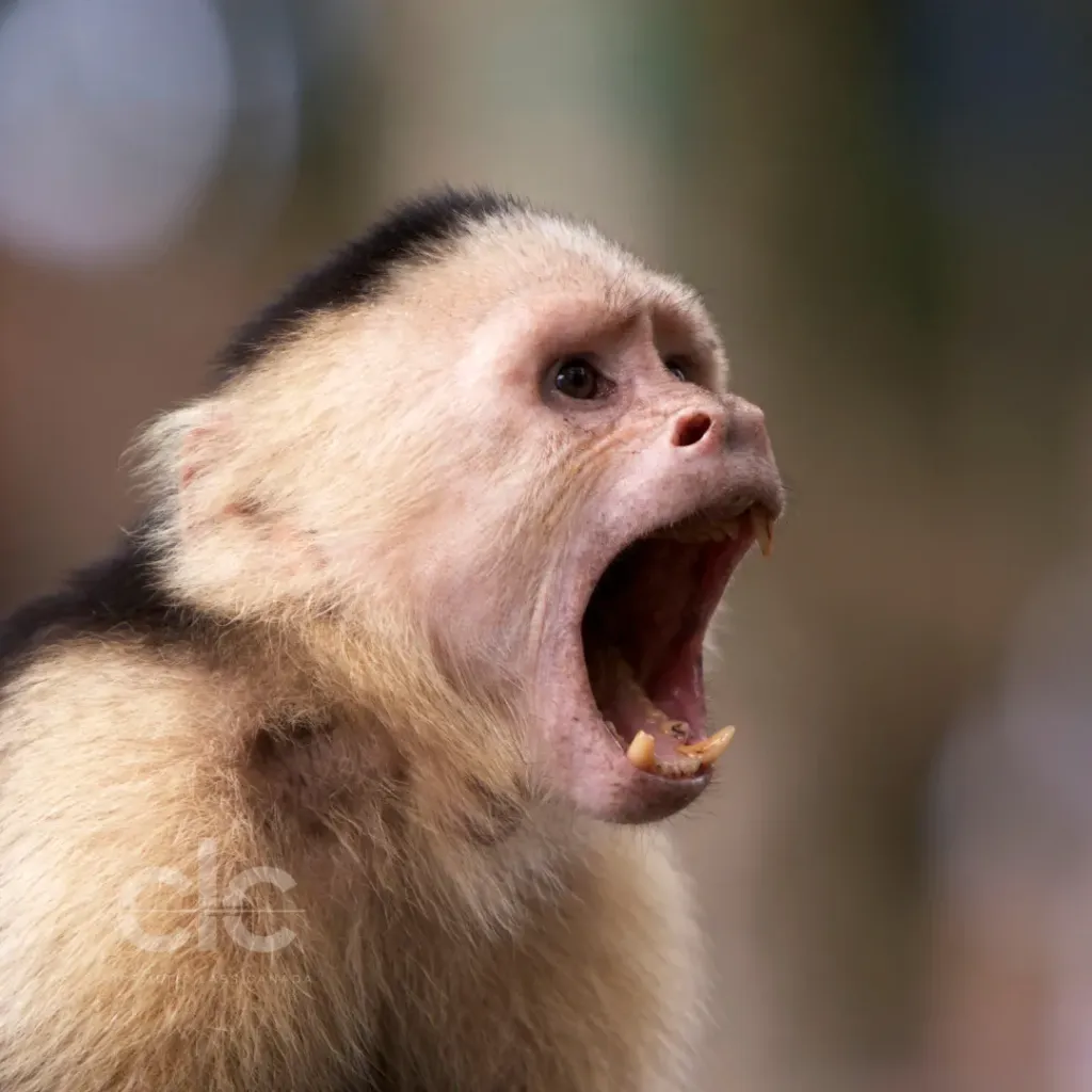 Monkey Farts Fragrance Oil | Bulk (100 mL)