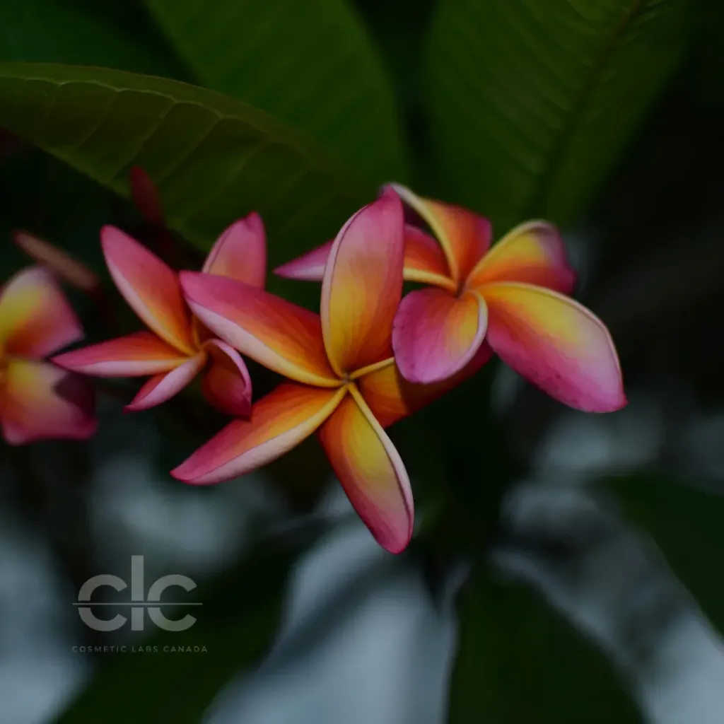 Hawaiian Ginger Fragrance Oil | Bulk