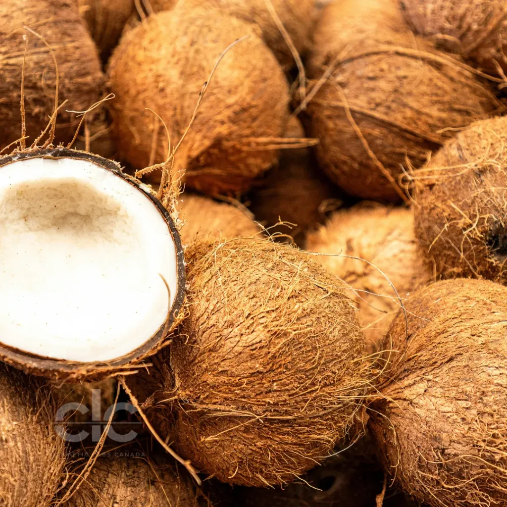 Madagascar Vanilla + Coconut Husk Fragrance Oil | Bulk (100 mL)