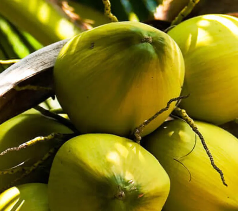 MCT 60/40 Fractionated 100% Coconut Oil | Bulk