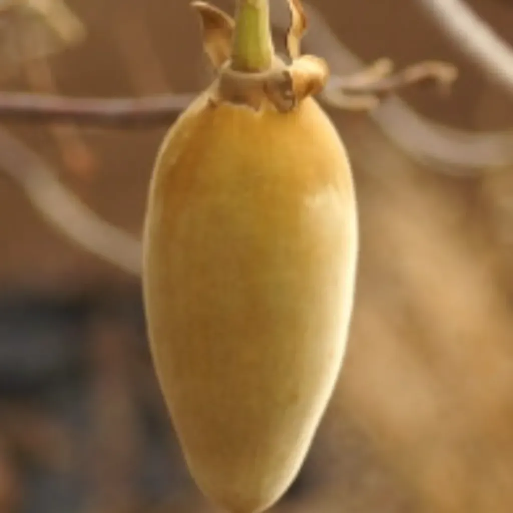 Baobab Organic Carrier Oil - Unrefined  | Bulk