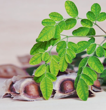 Moringa Organic Carrier Oil | Bulk (250 ml)