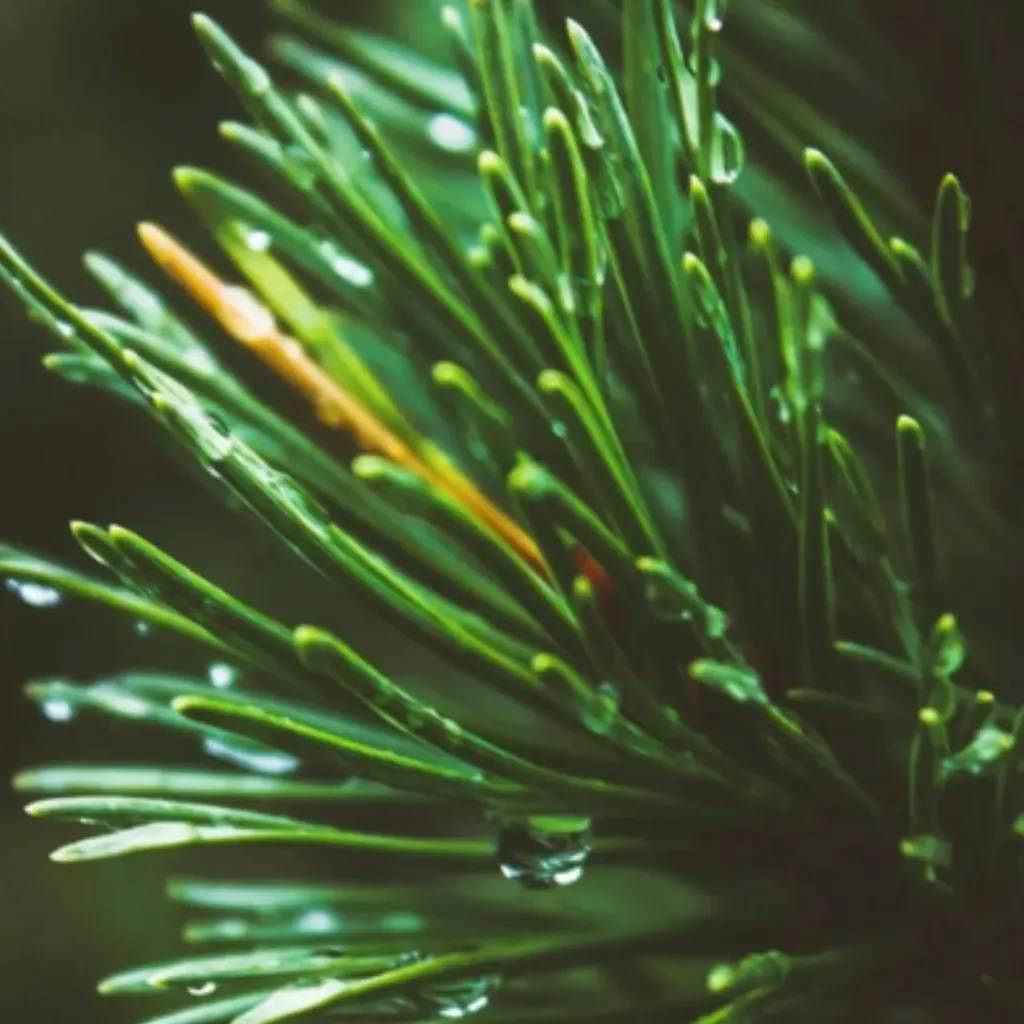 Pine Organic Essential Oil  | Bulk (500 mL)