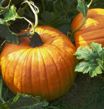 Pumpkin Seed Organic Carrier Oil | Bulk (250 ml)