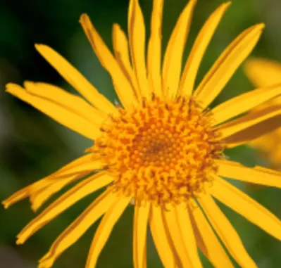 Arnica Herbal Oil - Bulk (1L)