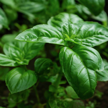 Basil Essential Oil | Bulk (100 mL)