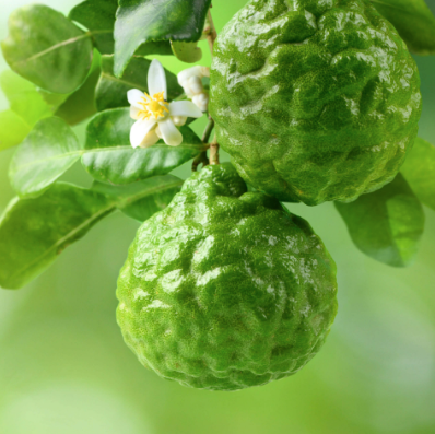 Bergamot Essential Oil (Bergaptene Free) | Bulk (1L)