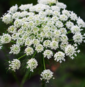 Carrot Seed Essential Oil | Bulk