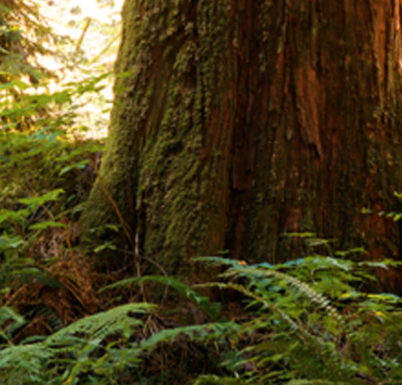 Cedarwood Essential Oil (Atlas) | Bulk (100 mL)