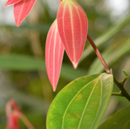 Cinnamon Leaf Essential Oil | Bulk (500 mL)
