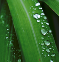 Citronella Organic Essential Oil | Bulk