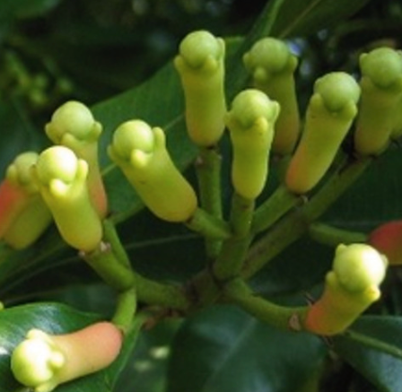 Clove Bud (India) Essential Oil | Bulk (1L)