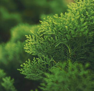 Cypress Organic Essential Oil  | Bulk (100 mL)