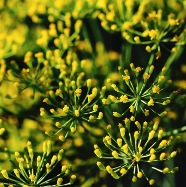 Fennel Sweet Essential Oil | Bulk (100 mL)