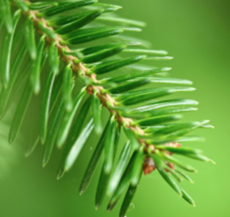 Fir Balsam Essential Oil | Bulk (100 mL)
