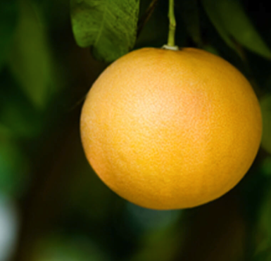 Grapefruit Pink Essential Oil - | Bulk