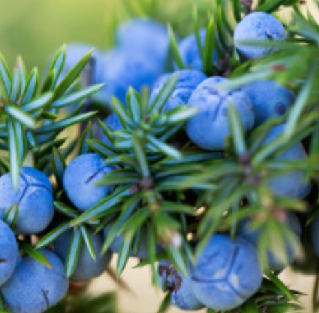Juniper Berry Essential Oil (India) | Bulk (100 mL)