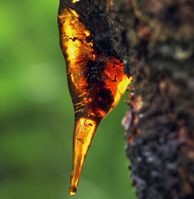 Myrrh Essential Oil | Bulk