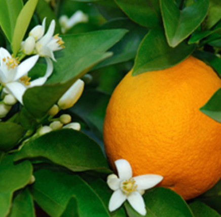 Neroli 3% Essential Oil | Bulk (100 mL)