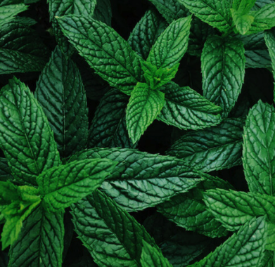 Peppermint Essential Oil (Supreme) | Bulk (500 mL)
