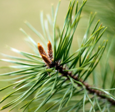 Pine Scotch Essential Oil  | Bulk (100 mL)