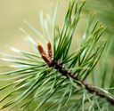 Pine Scotch Essential Oil  | Bulk