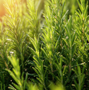 Rosemary Essential Oil - ct Cineole (Tunisia) Essential Oil  | Bulk