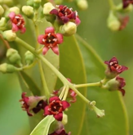 Sandalwood (East Indian) 3% Essential Oil  | Bulk (100 mL)