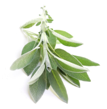 White Sage Essential Oil  | Bulk (100 mL)