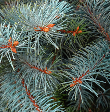 Spruce Organic Essential Oil  | Bulk (100 mL)