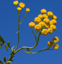Tansy Blue Essential Oil  | Bulk