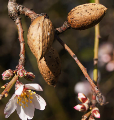 Almond Sweet Carrier Oil | Bulk (500 mL)