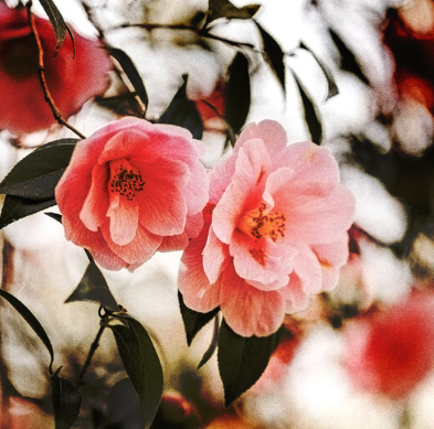 Camellia Seed Organic Carrier Oil | Bulk (500 mL)