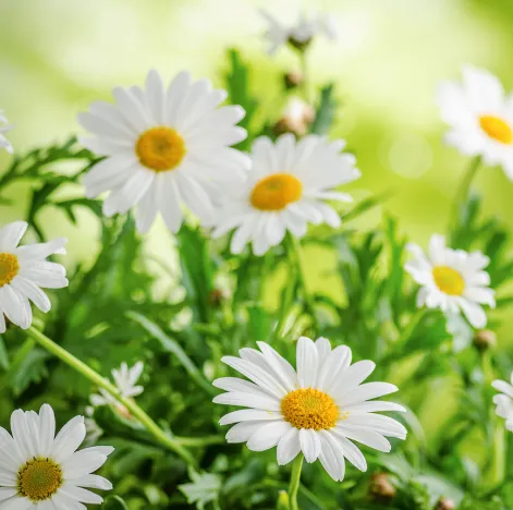 Chamomile Extract 10:1 | Bulk (3 Kg)